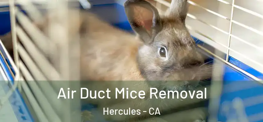  Air Duct Mice Removal Hercules - CA